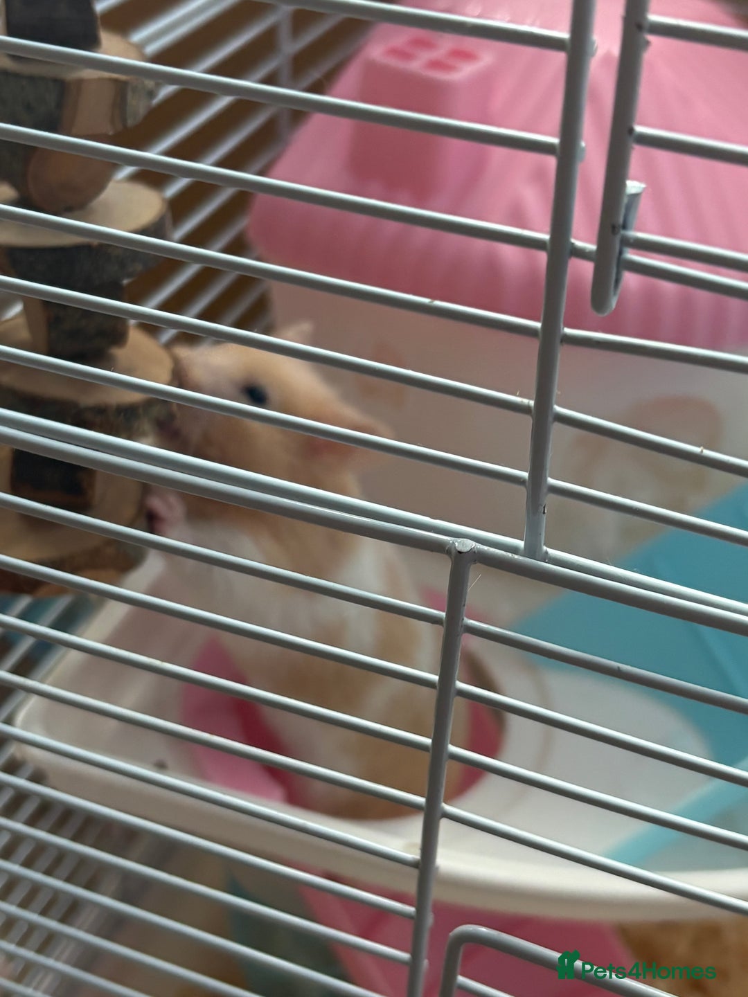 Hamster rodents for sale: Female hamster - Image 2