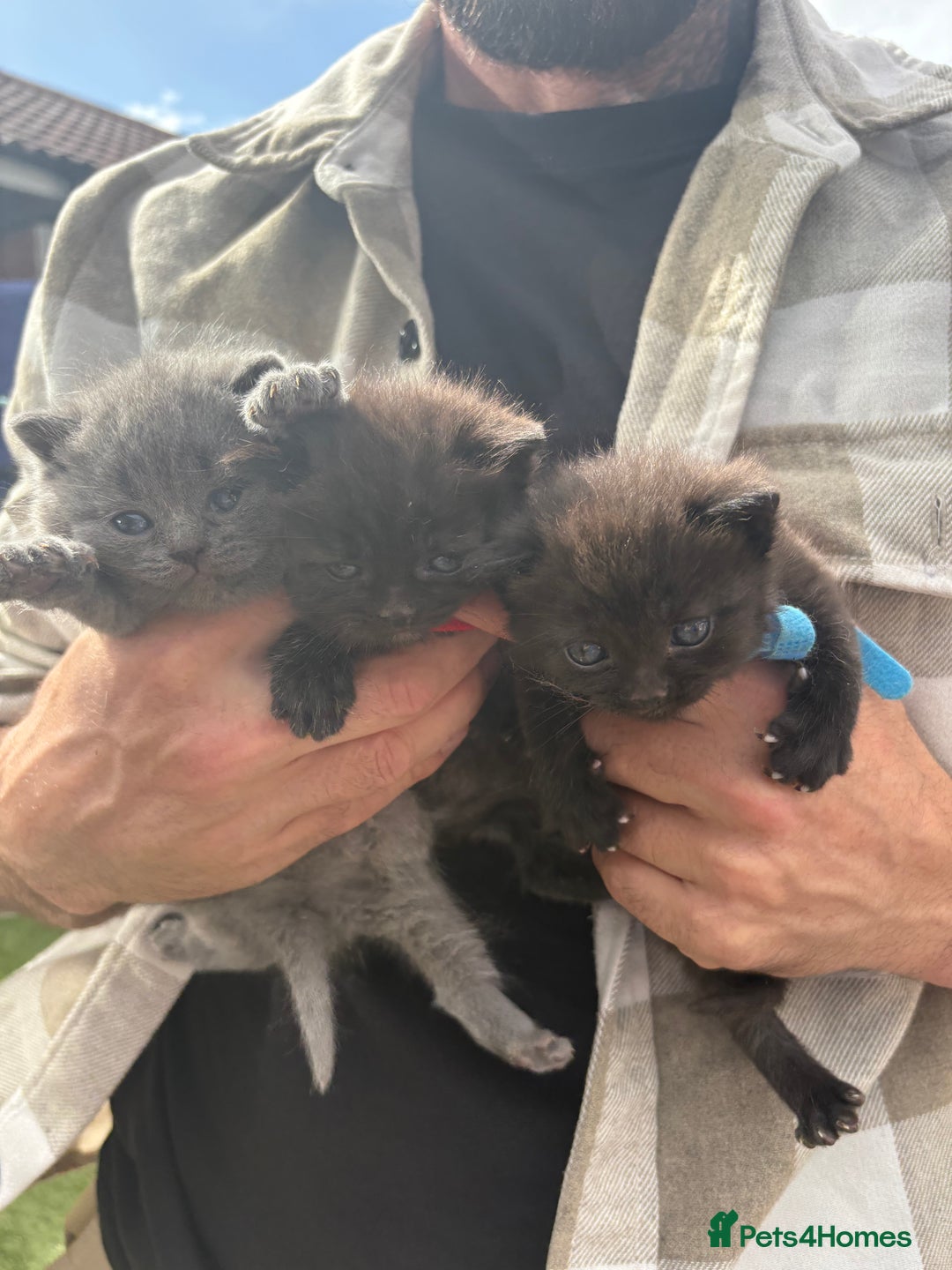 British Shorthair cats for sale: British Shorthair chocolate/grey colours  - Image 6
