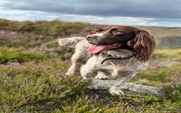English Springer Spaniel dogs for sale: Springer spaniel puppies  - Image 15