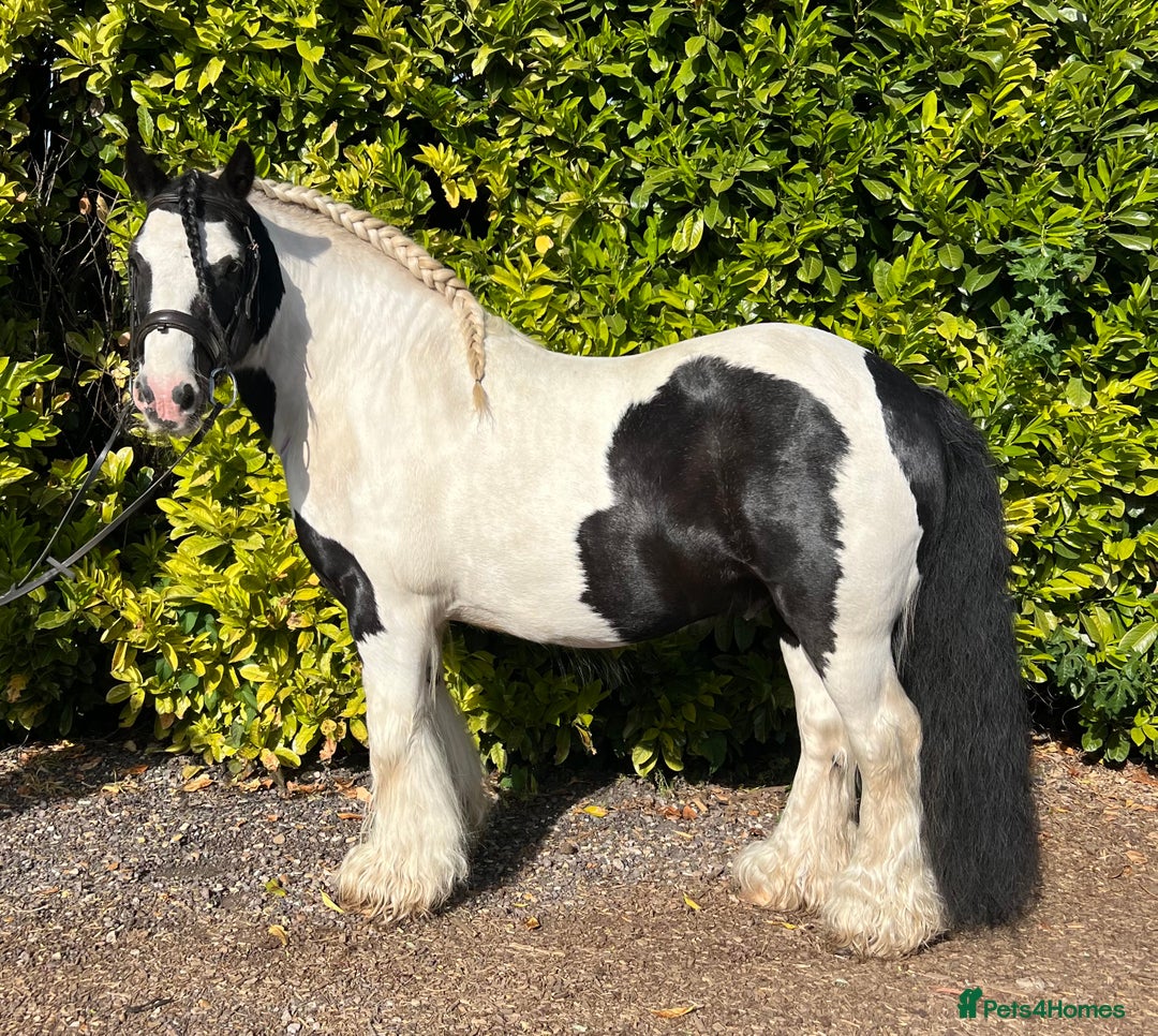 Irish Cob horses for sale: Chunky full up 12.3 cob gelding  in Peterborough - Image 2