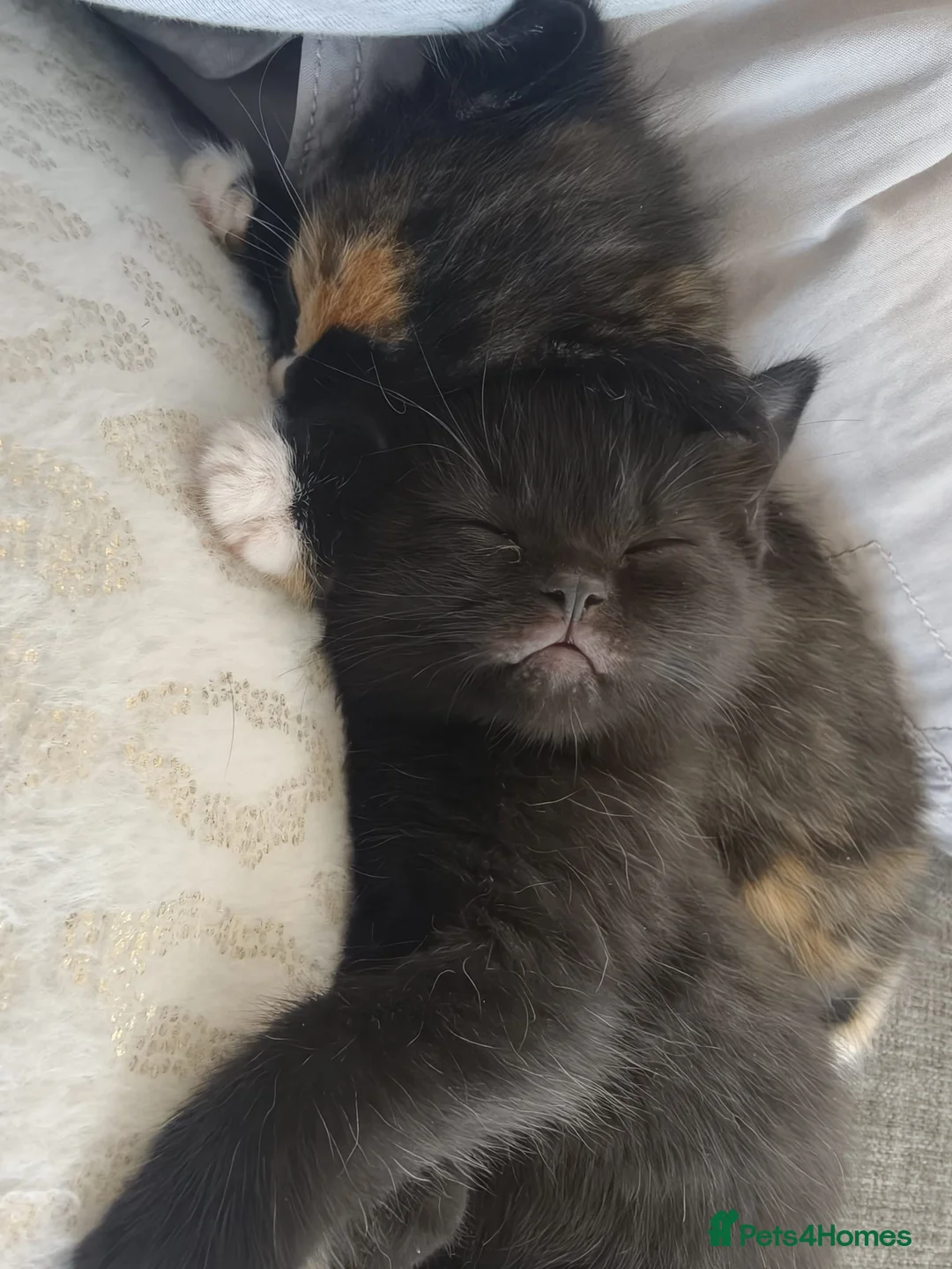 British Shorthair cats for sale: British short hair  in Worthing - Advert 7