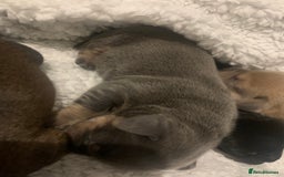 French Bulldog dogs for sale: French bulldog puppies - Image 11