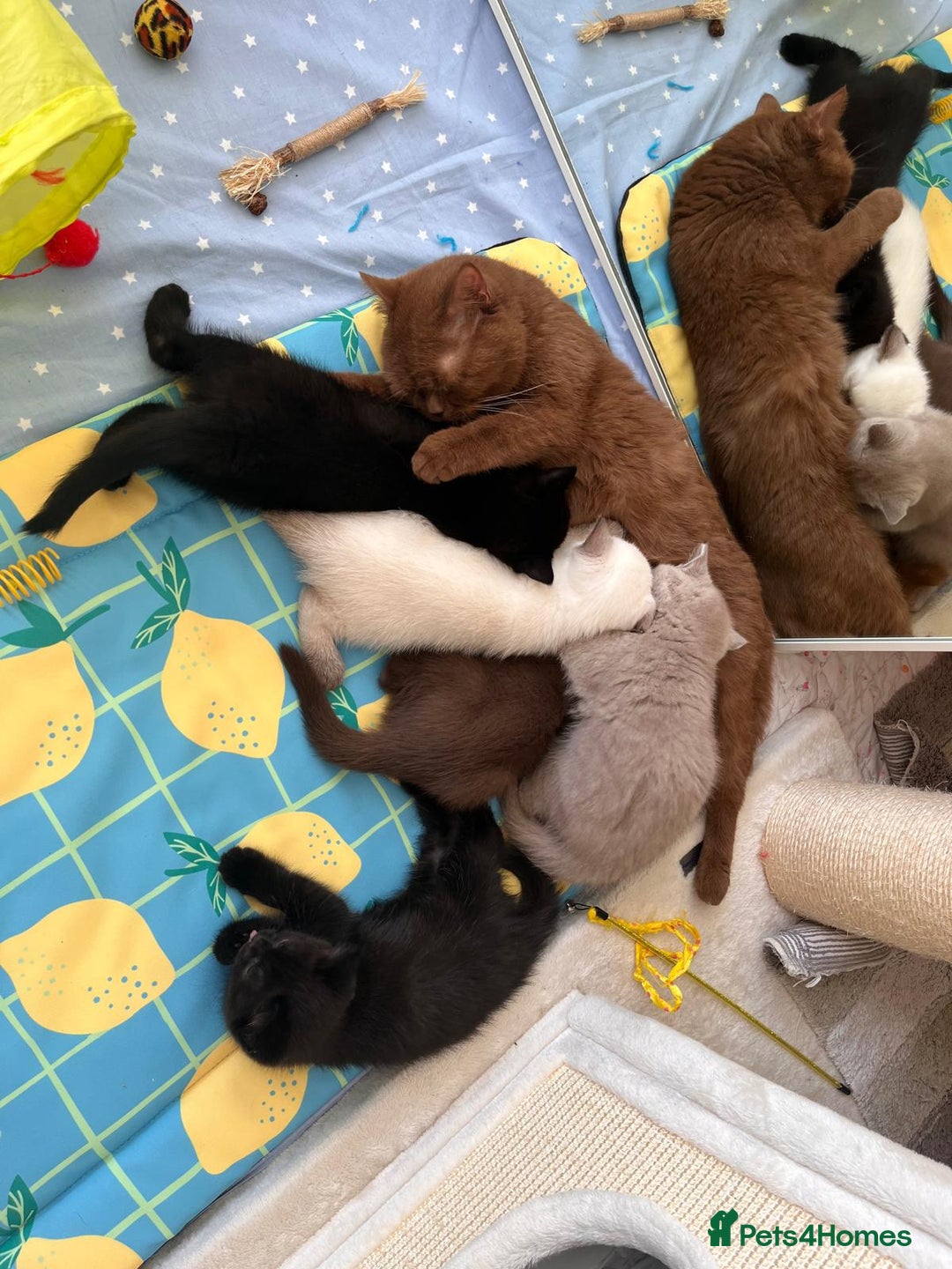 British Shorthair cats for sale: Adorable British Shorthairs available (5 females) - Image 11