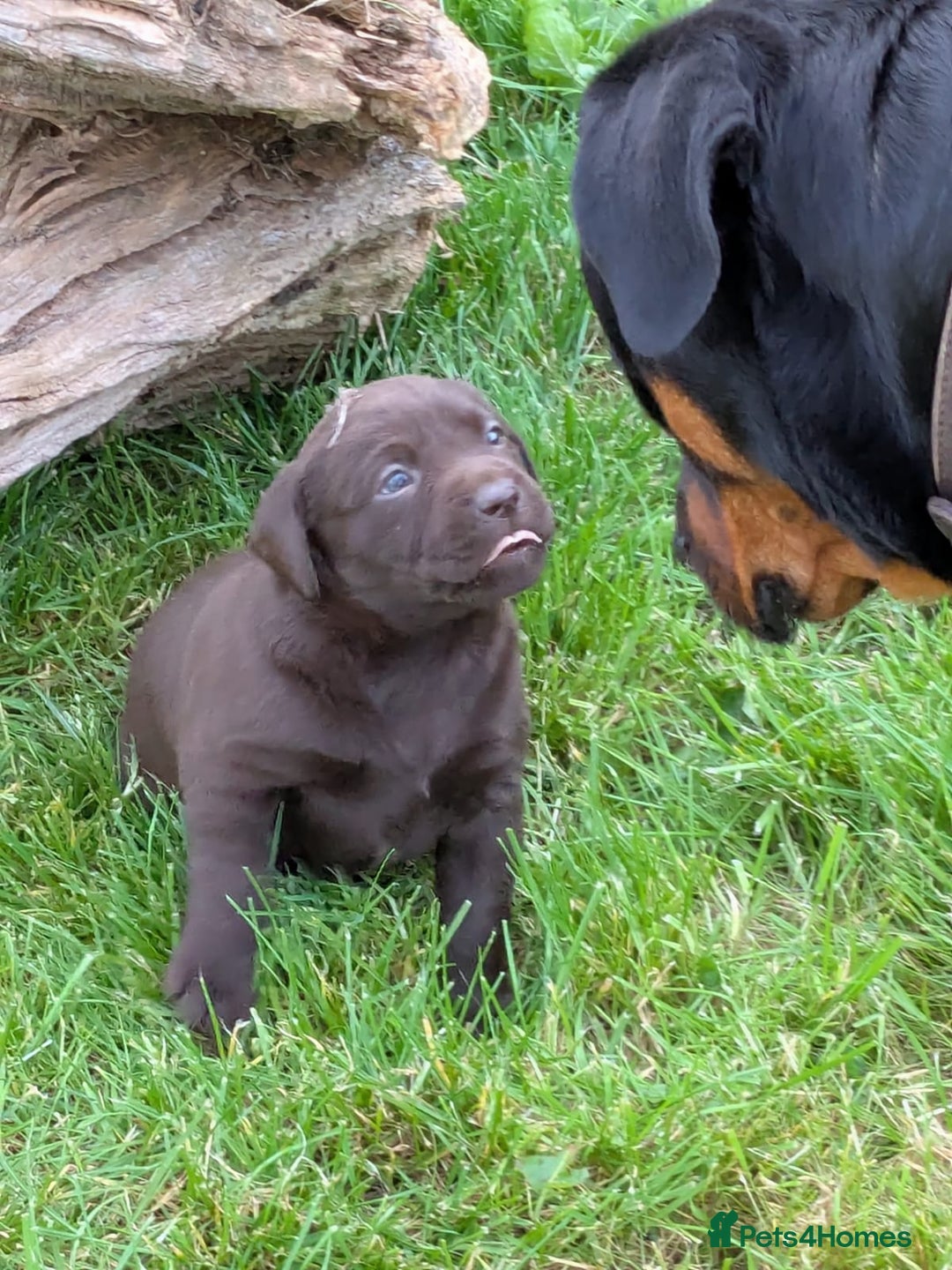 Labrador Retriever dogs for sale: 6 Adorable Chocolate Labs for Sale - Image 3