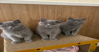 British Shorthair cats - Advert 2