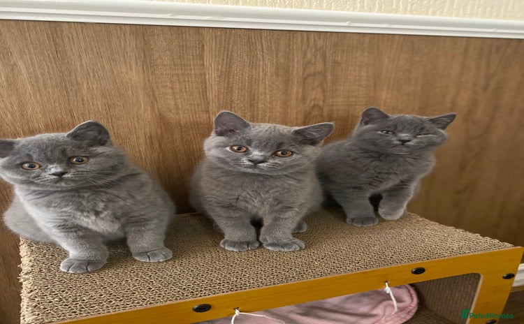 British Shorthair cats - Advert 3