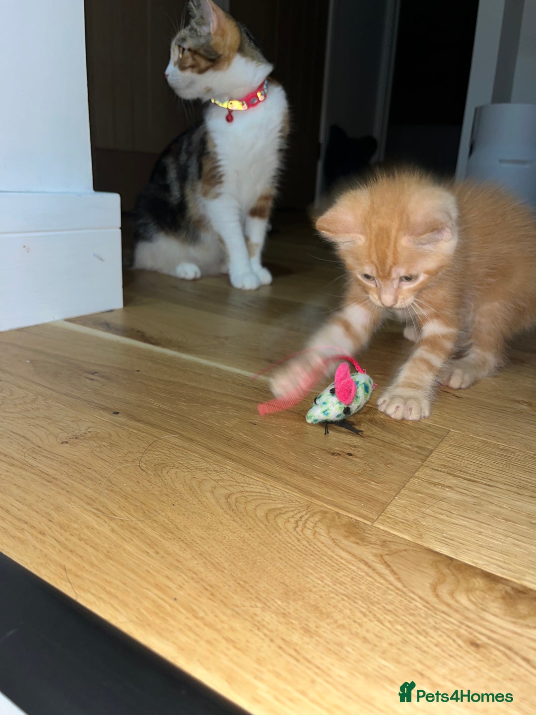 Maine Coon cats for sale: Maine Coon x Domestic Shorthair  - Image 18