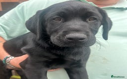 Labrador Retriever dogs for sale: Pedigree Labs ready to Rehome NOW - Image 4