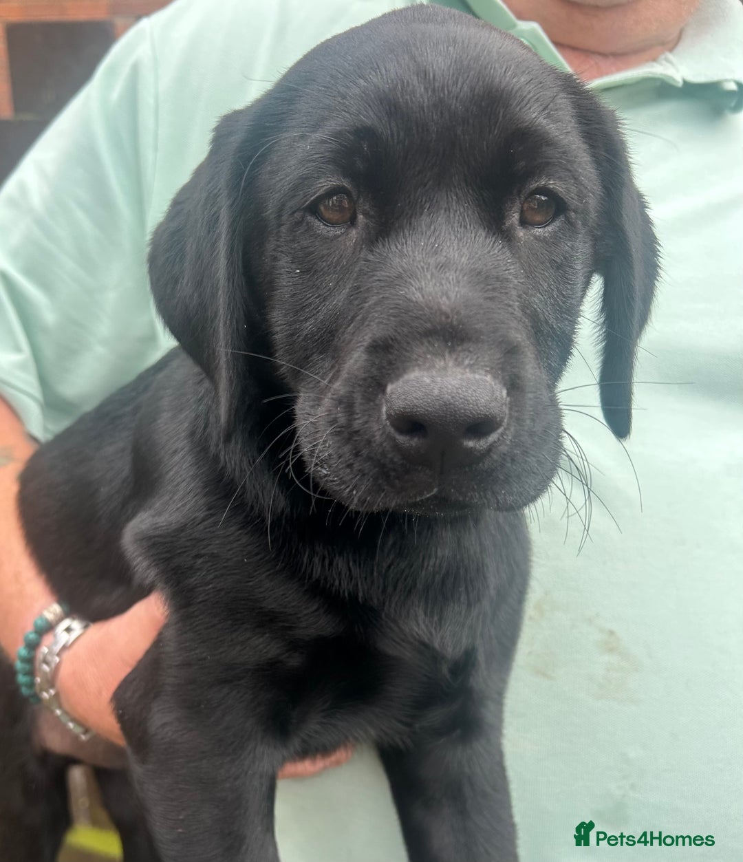 Labrador Retriever dogs for sale: Pedigree Labs ready to Rehome NOW - Image 4