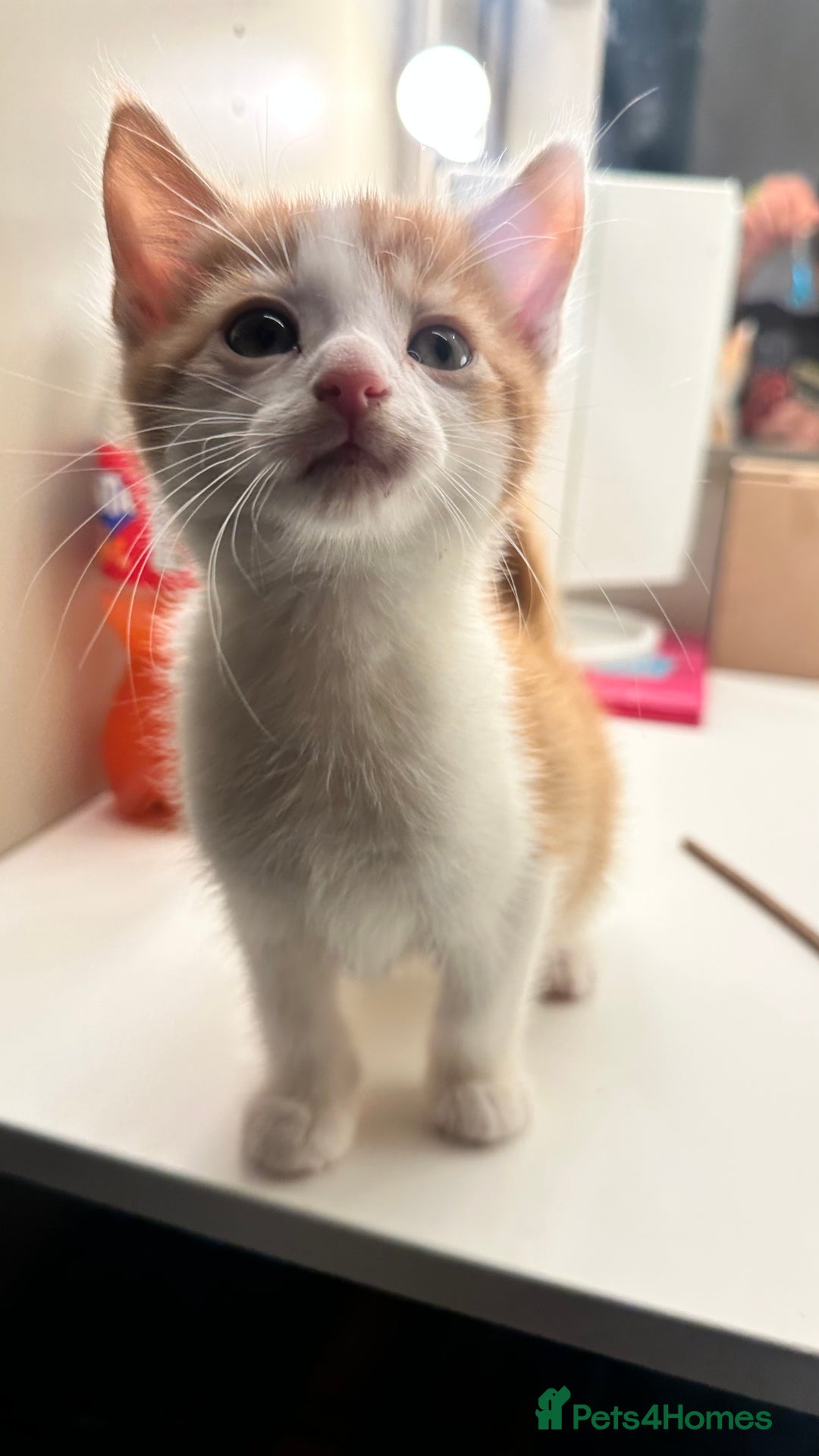 Mixed Breed cats for sale: 6 mixed breed ( shorthair and longhair) kittens - Advert 4