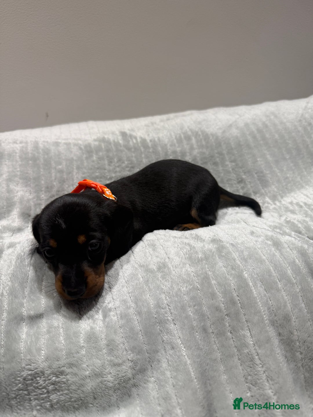 Miniature Dachshund dogs for sale: Miniature dachshund KC REG, Black and Tan left 🥰 - Advert 17
