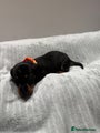 Miniature Dachshund Puppy 6