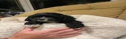 American Cocker Spaniel dogs for sale: Exquisite American cocker spaniel  in Mansfield - Advert 3