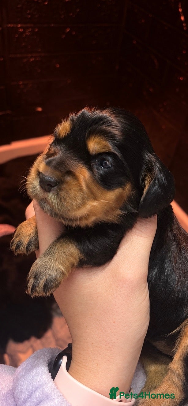 Cocker Spaniel dogs 🐶Stunning Cocker Spaniel pups🐶 - Advert 11