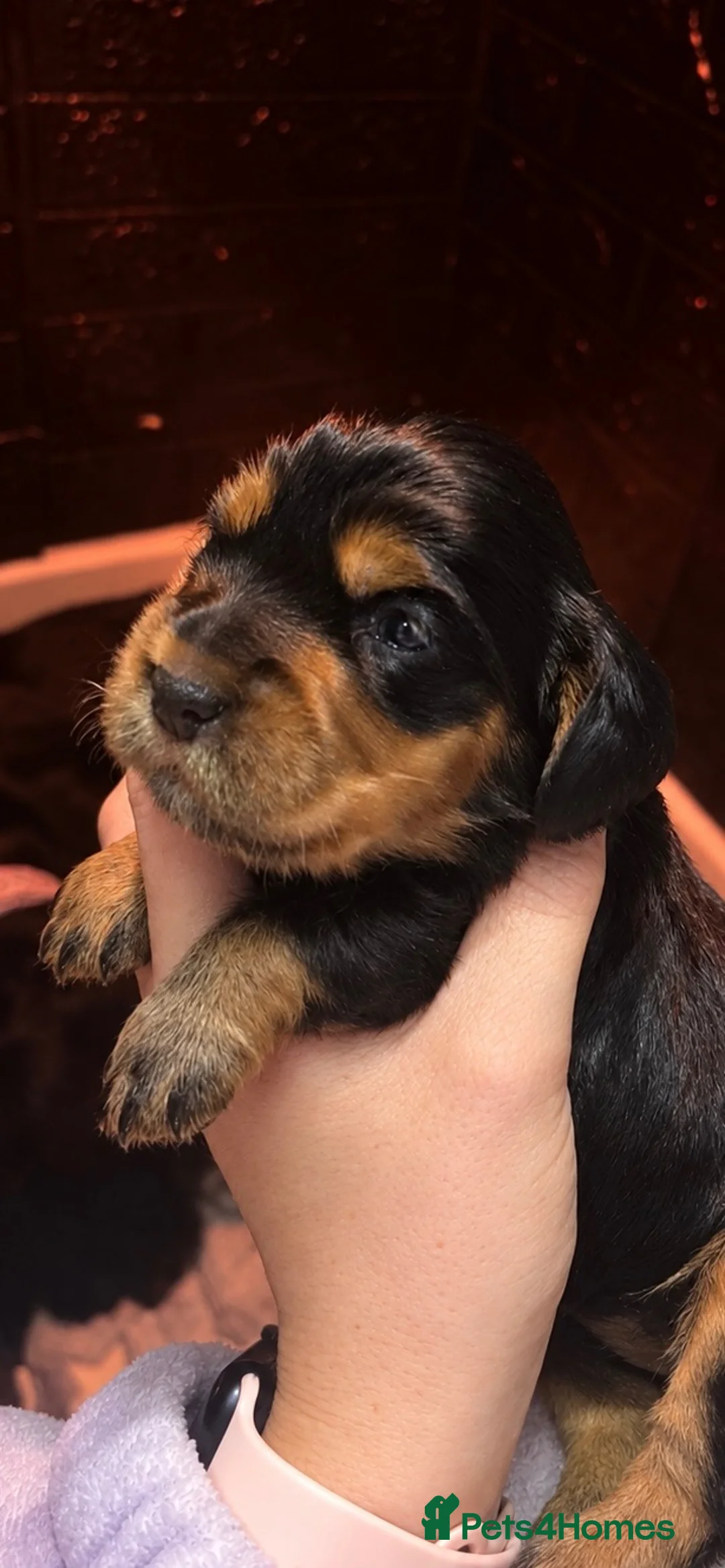Cocker Spaniel dogs for sale: 🐶Stunning Cocker Spaniel pups🐶 in Kilmarnock - Advert 1