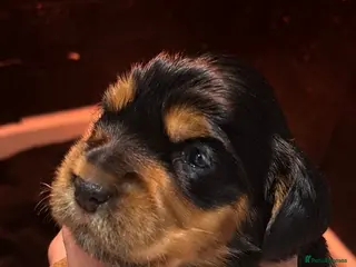 Cocker Spaniel dogs 🐶Stunning Cocker Spaniel pups🐶 - Advert 11