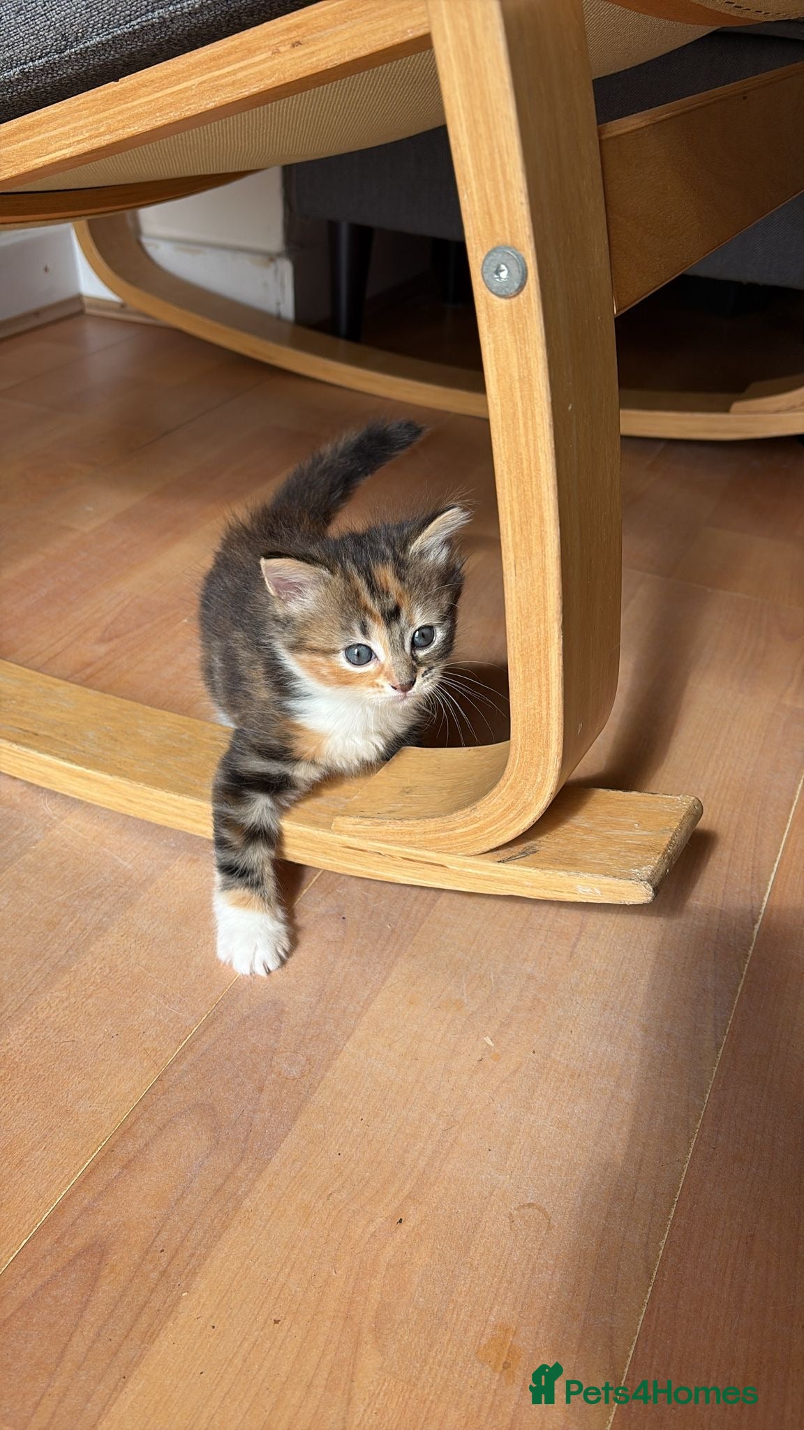 British Longhair cats for sale: 🐾 Stunning British Longhair Kittens for Sale 🐾 in Wembley - Advert 8
