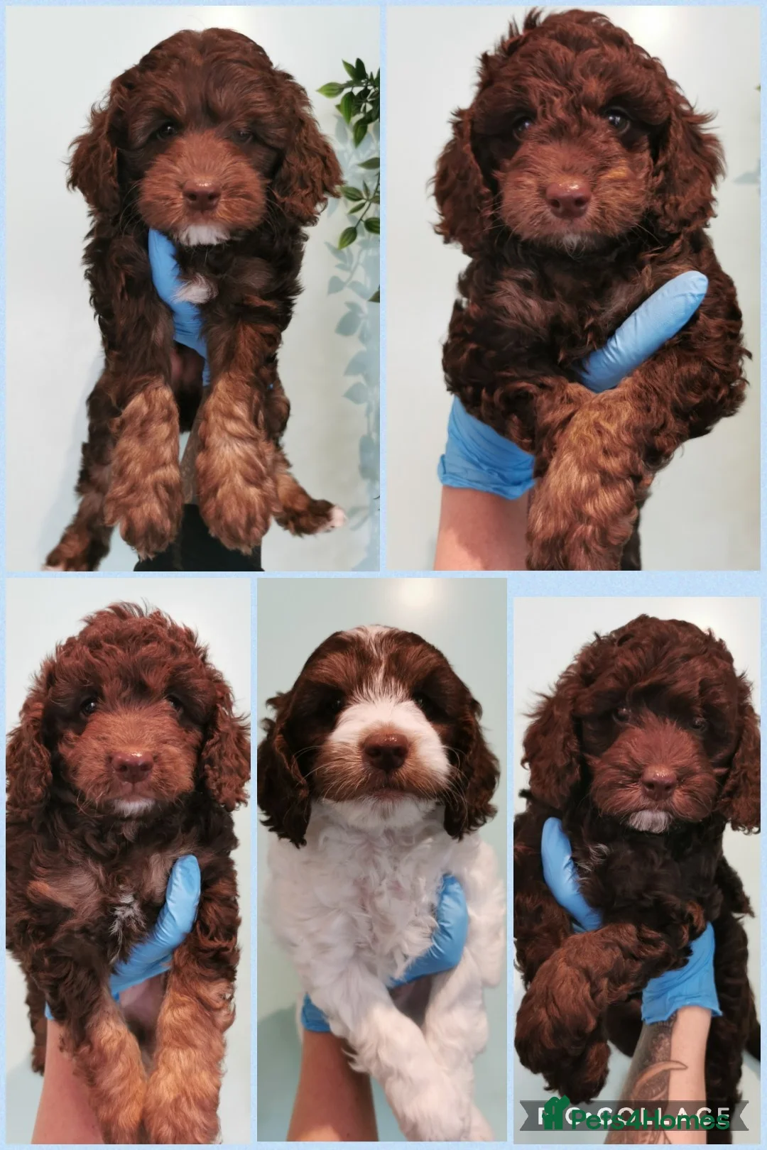 Toy Poodle dogs for stud: Teddy - Choc Phantom Covered in Cream Carrys Parti in Eastleigh - Advert 3