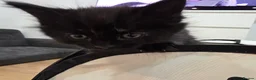 Mixed Breed cats for sale: Adorable Mixed Breed Kittens  in London - Advert 7
