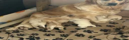Golden Retriever dogs for sale: Golden Retrievers - Gwynedd  in Bangor - Advert 4
