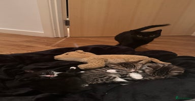 Domestic Shorthair cats 1 TUXEDO GIRL LEFT !  - Advert 7