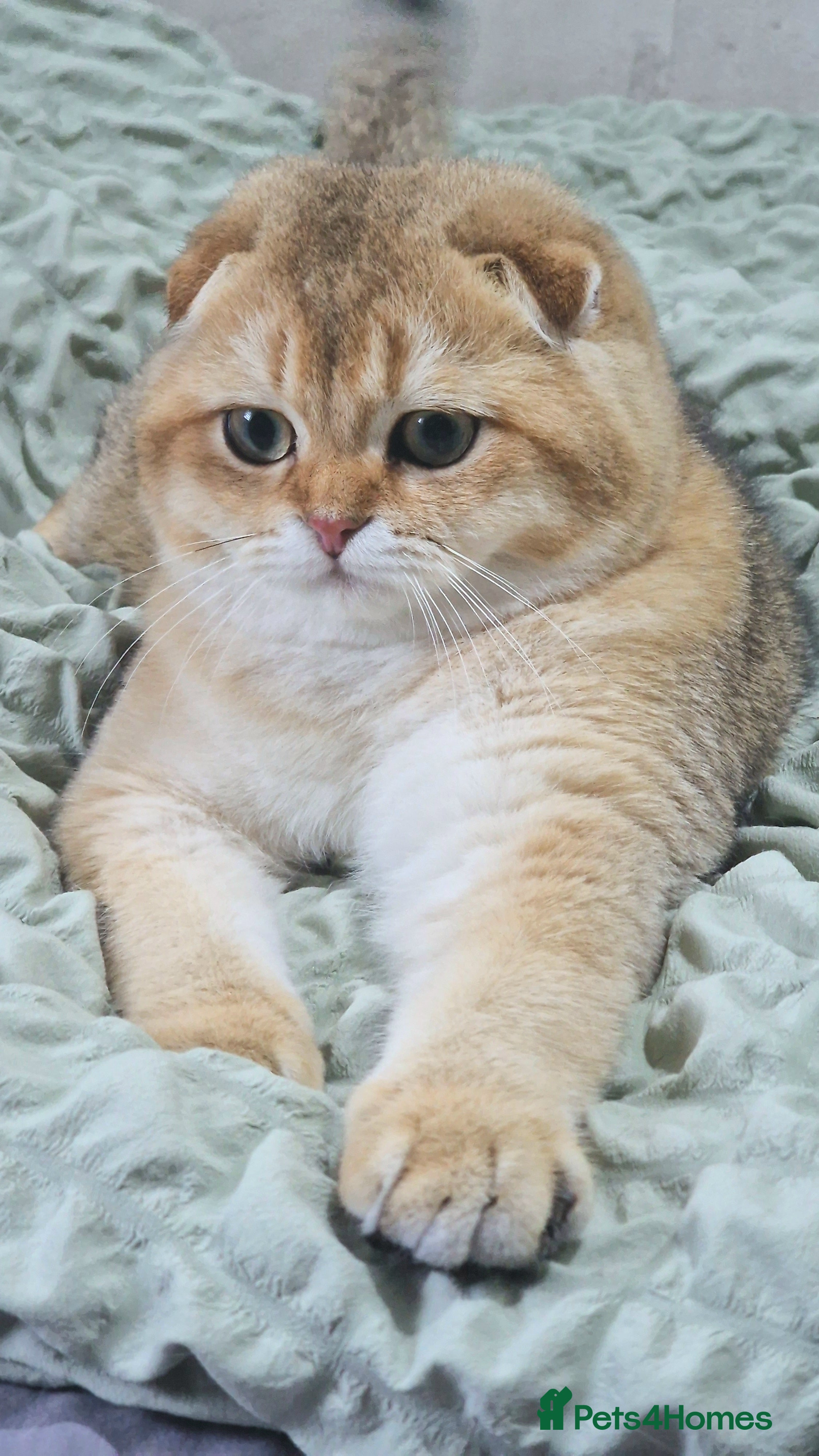 Scottish Fold cats Beautiful show quality scottish fold boys - Advert 2