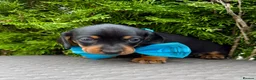 Dachshund dogs for sale: Miniature Dachsund Pups - Advert 14
