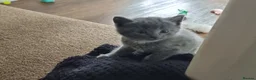 Domestic Shorthair cats for sale: Gorgeous tuxedo and mixed litter - Advert 33
