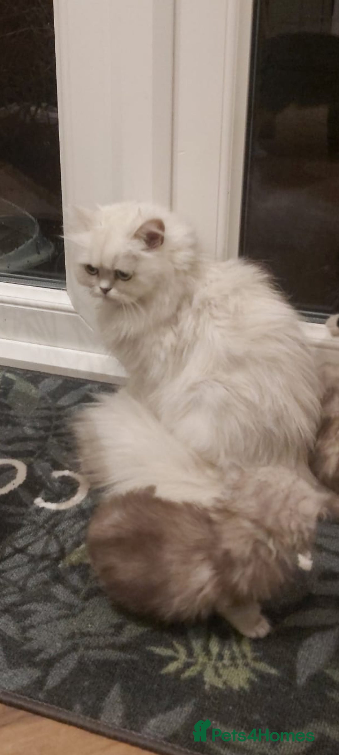 Persian cats for sale: Beautiful fluffy balls  - Advert 10