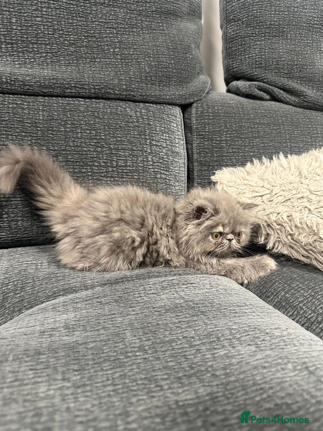 Exotic cats for sale: Beautiful Exotic x Persian Kittens ⭐️ - Advert 2