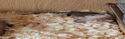 Skink reptiles for sale: Blue tongue skink babies  - Advert 3