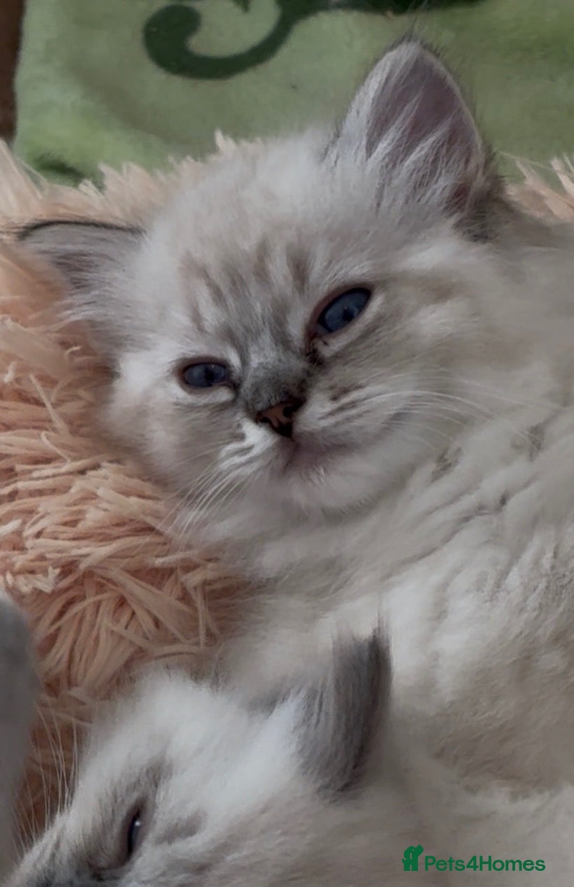 Ragdoll cats Gccf registered ragdolls - Advert 3