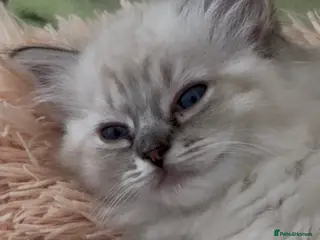 Ragdoll cats Gccf registered ragdolls - Advert 3