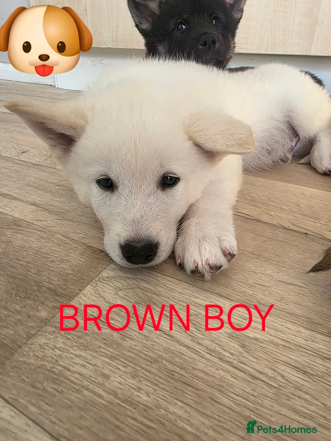 Akita dogs for sale: American akita puppies x10 - Image 7
