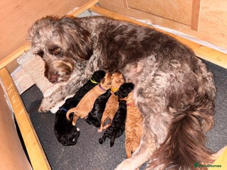 Labradoodle dogs - Advert 2