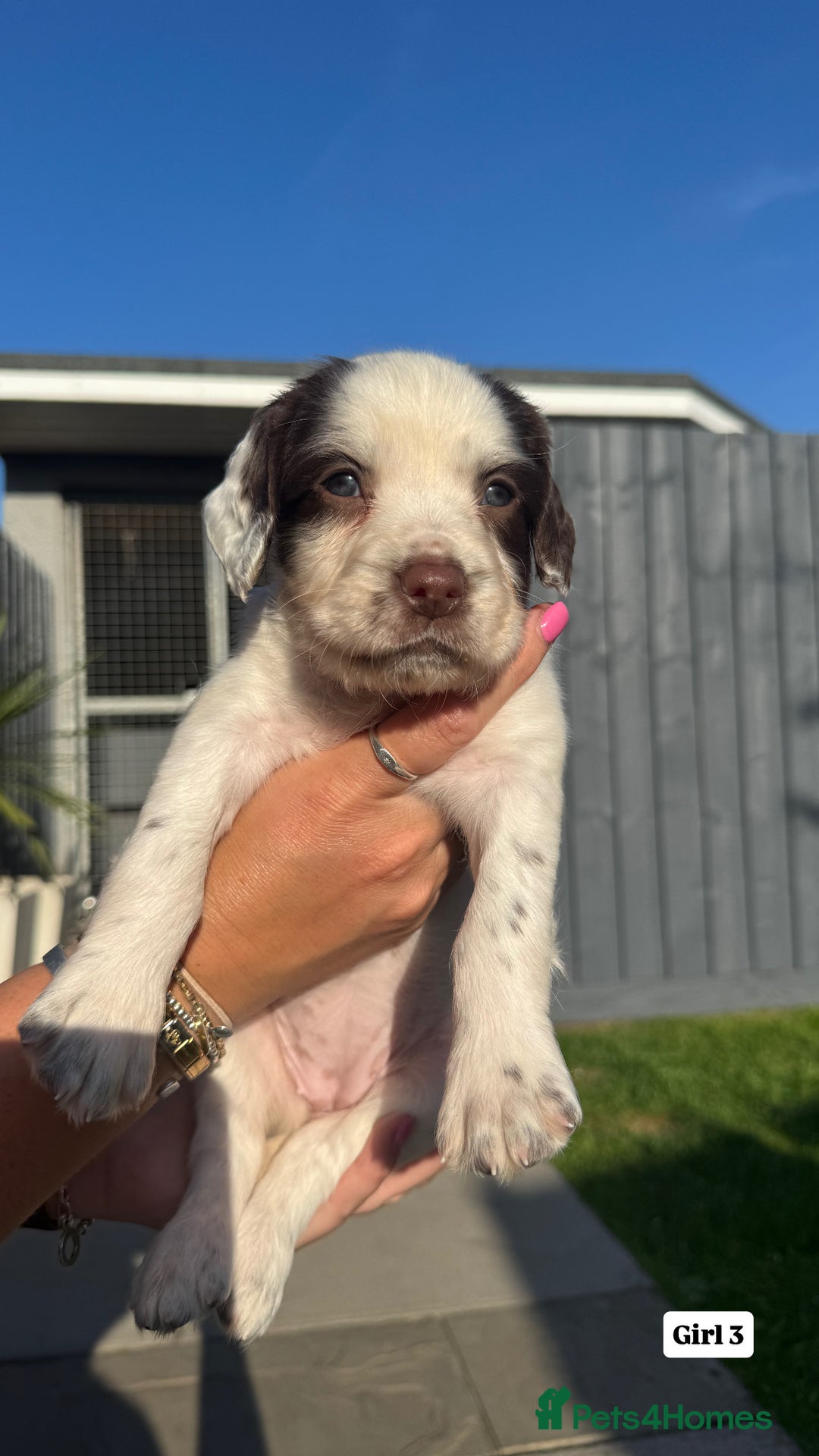 English Springer Spaniel dogs for sale: ✨ Working English Springer Spaniel Puppies ✨ - Image 10