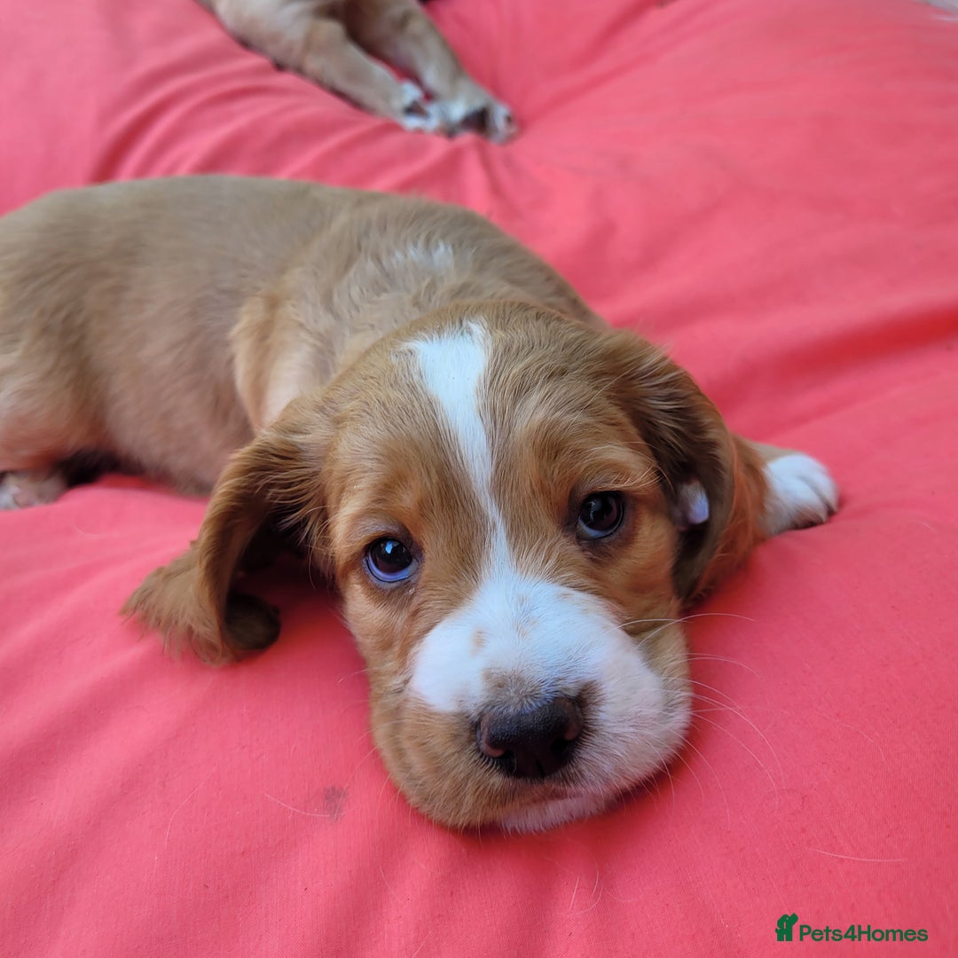 English Springer Spaniel dogs for sale: Lovely English Springer Spaniel boy - Image 4