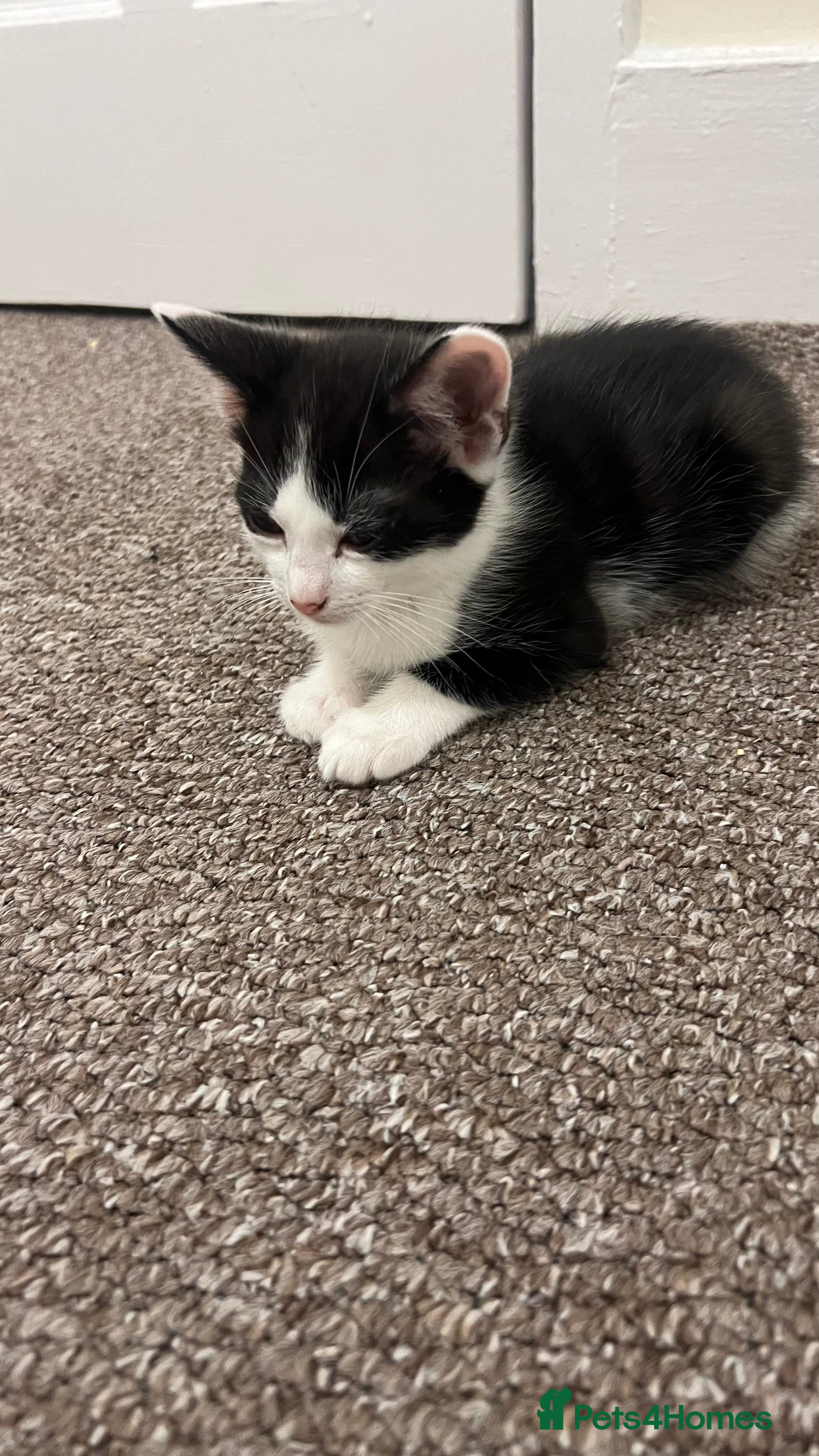 Mixed Breed cats kitten for sale *final price* - Advert 9