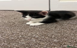 Mixed Breed cats for sale: 3 kittens for sale  - Image 4
