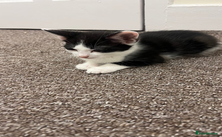 Mixed Breed cats - Advert 16