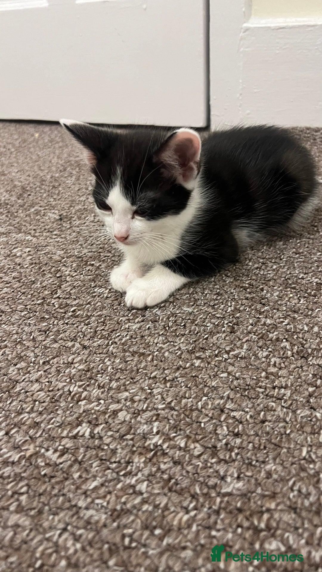 Mixed Breed cats for sale: 3 kittens for sale  - Image 4