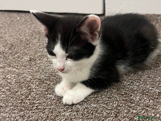 Mixed Breed cats kitten for sale *final price* - Advert 11