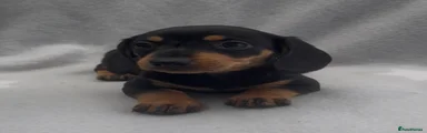 Miniature Dachshund Puppy 1