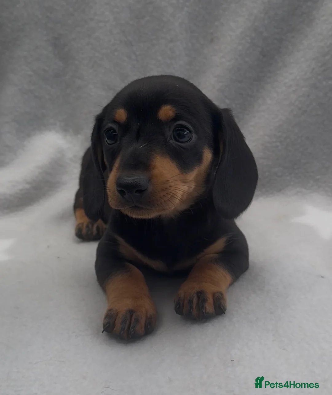 Miniature Dachshund dogs for sale: Beautiful l black tan boy available ready now - Advert 1