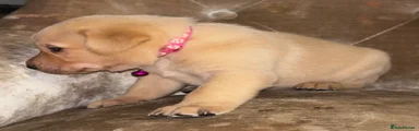 Labrador Retriever Puppy 5