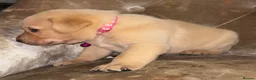 Labrador Retriever dogs for sale: Beautiful Labrador Puppies Ready for Loving Homes - Advert 28