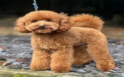 Miniature Poodle dogs for stud: Proven - KC REG MINIATURE POODLE STUD 🐩🐾 in Doncaster - Image 11