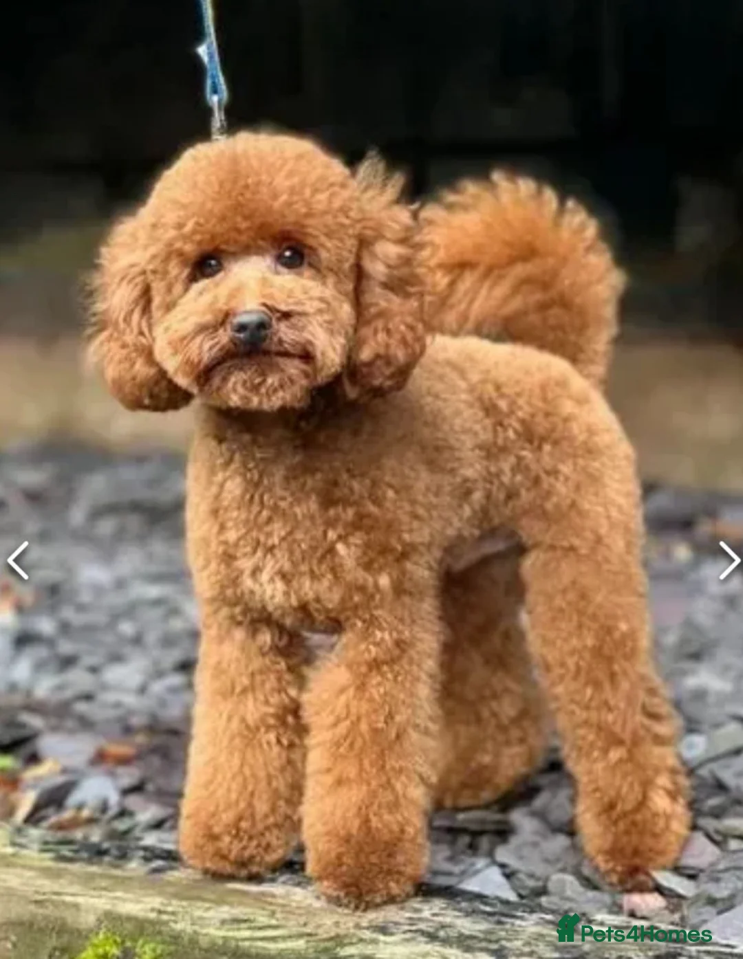 Miniature Poodle dogs for stud: Proven - KC REG MINIATURE POODLE STUD 🐩🐾 in Doncaster - Advert 13