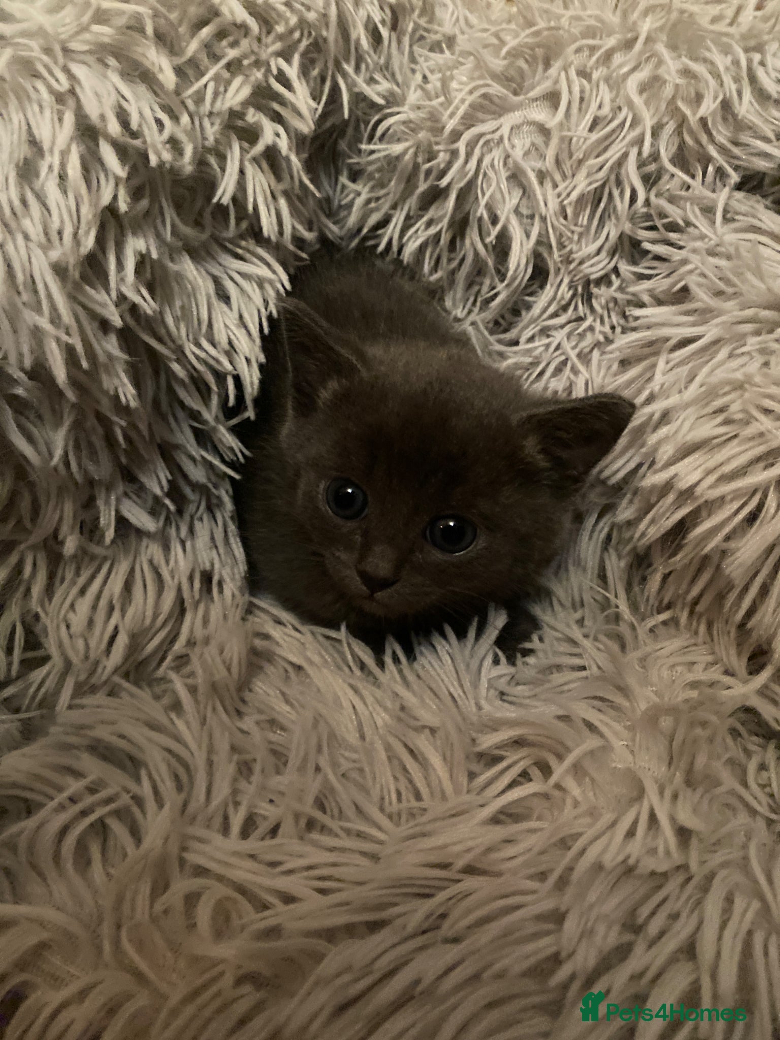 Mixed Breed cats little kitten - Advert 18