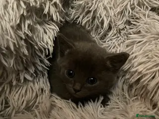 Mixed Breed cats little kitten - Advert 18